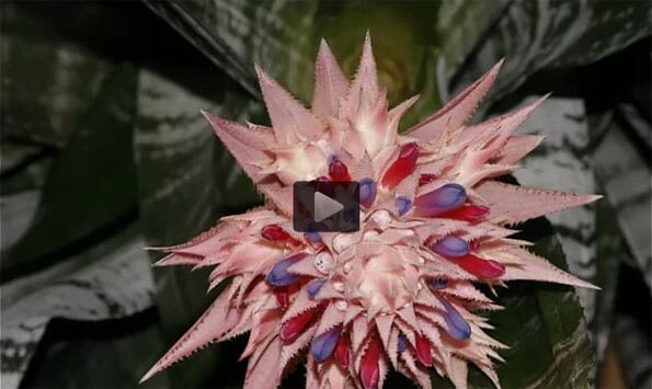 Timelaspe video of an Aechmea fasciata blooming by Astrohans