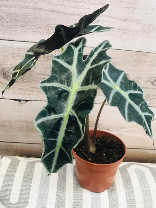 Alocasia houseplant with three large leaves growing in a brown pot