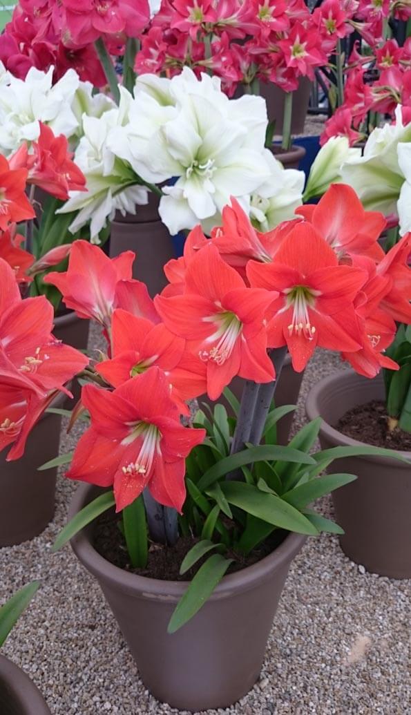A number of different Amaryllis plants in full bloom at the RHS Chelsea Flower Show London 2015