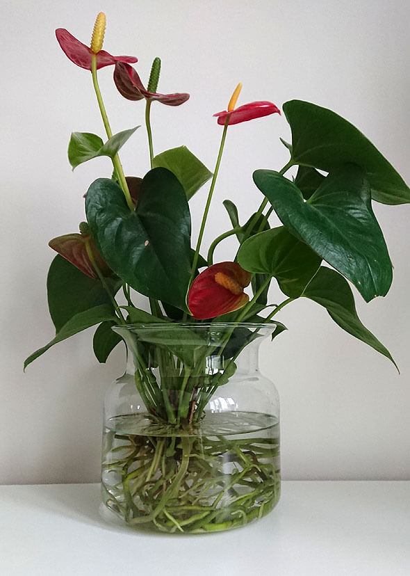 An Anthurium houseplant growing in a water vase