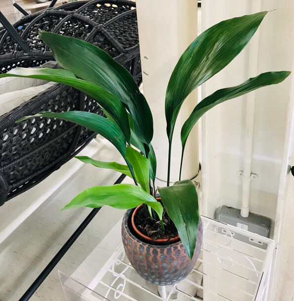 Although less common to see, an Aspidistra still makes for an elegant houseplant
