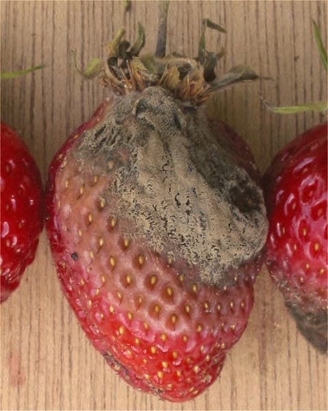 Botrytis thriving on a strawberry