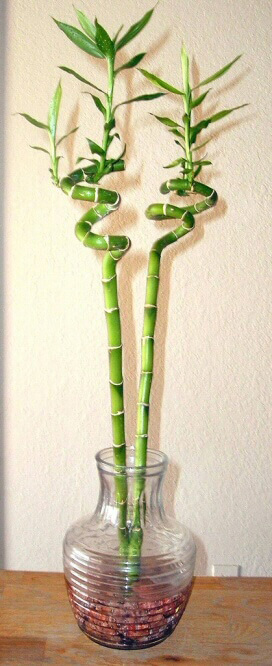 Lucky Bamboo plant which has stems that have different shapes and sizes