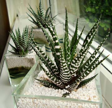 Haworthia (H. attenuata and H. fasciata) - Zebra Cactus