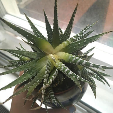 Photo showing a sick Haworthia, the leaves are mushy and falling off the plant