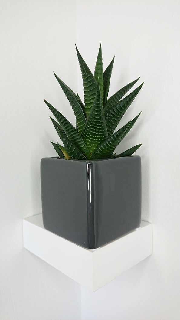 Small Haworthia houseplant being grown in a grey pot
