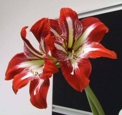 The Hippeastrum or Amaryllis flowers come in almost countless colours and patterns as shown in this photo