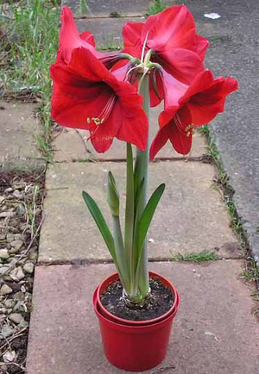 The red flowers of this Hippeastrum are very large