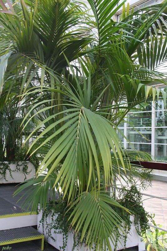 Large and mature Howea palm growing in a shopping mall