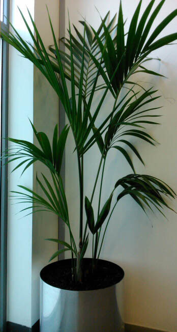 Large Kentia Palm growing in silver container in an office