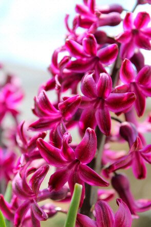 A blooming Hyacinth with red and dark pink flowers