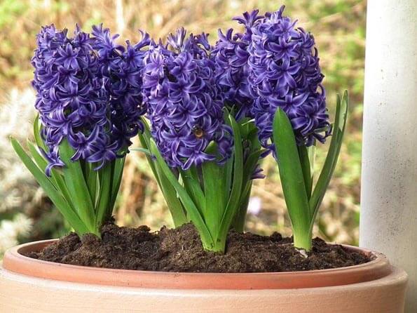 Multiple blue Hyacinths growing in a pot filled with soil