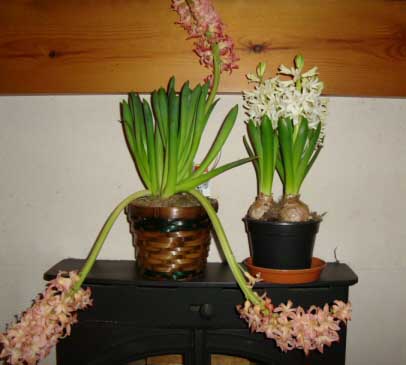 Hyacinths prefer cool temperatures and do not like it to be too hot when it's blooming