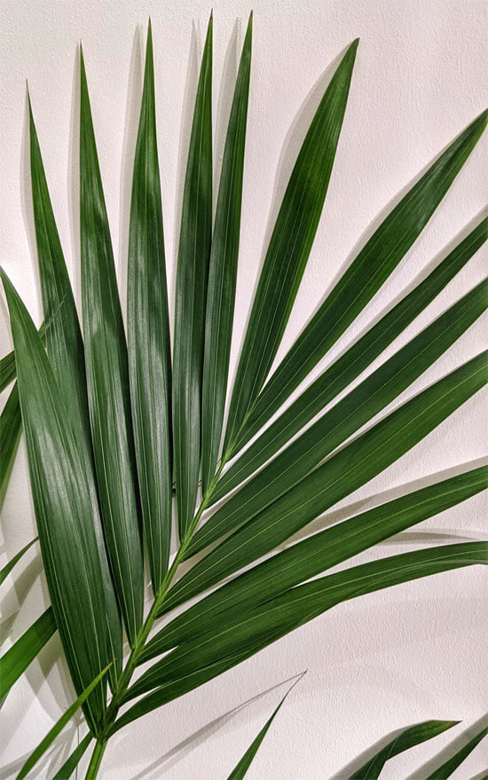 Close up image showing a leaf of a Howea forsteriana / Kentia Palm