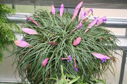 In time this Tillandsia cyanea houseplant has spread and become a large group