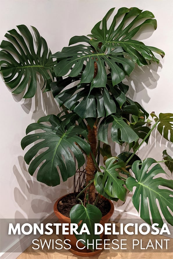 A large Monstera deliciosa houseplant growing in a brown container