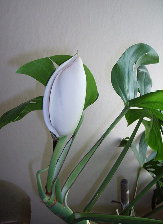 A Monstera deliciosa flowering showing off a large white bloom
