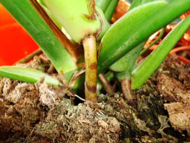 Aerial roots of a Monstera are being be tucked into the soil