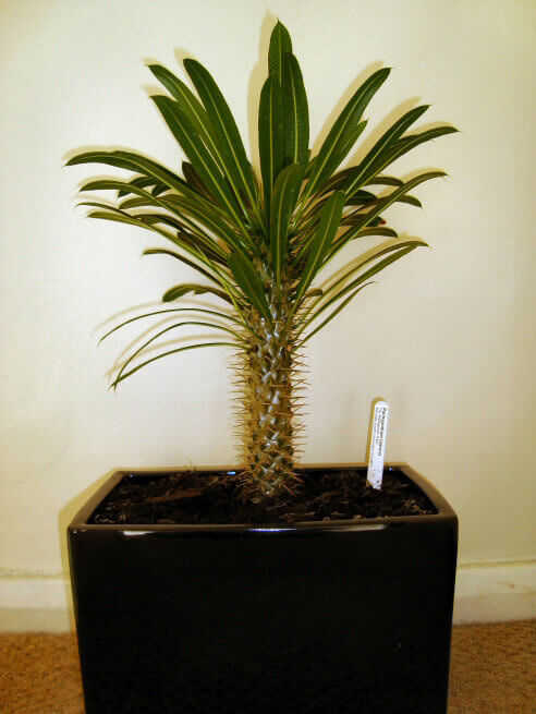 Pachypodium lamerei, the Madagascar Palm. Not really a palm but a stem succulent
