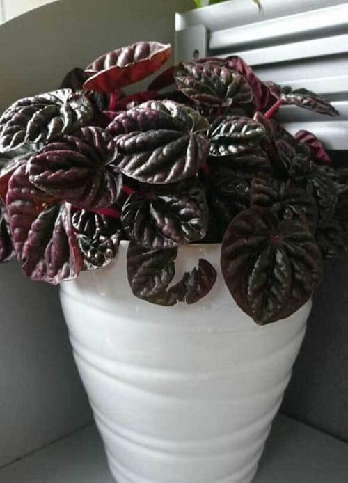 P. caperata or the Wrinkled-leaves Peperomia