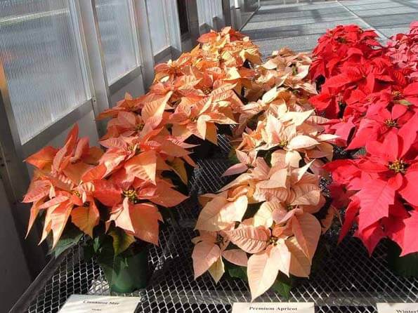 Poinsettias now come in many different colours