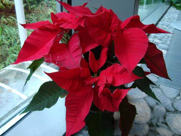 Poinsettia house plant with red flowering bracts and green leaves