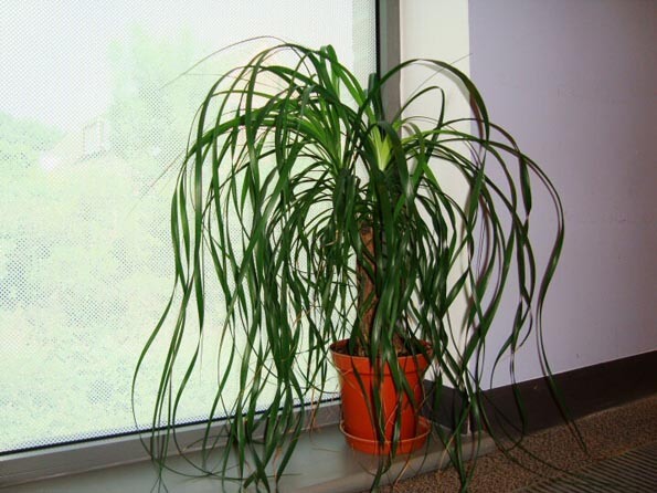 Mature Ponytail Palm with a tall stem and very long leaves