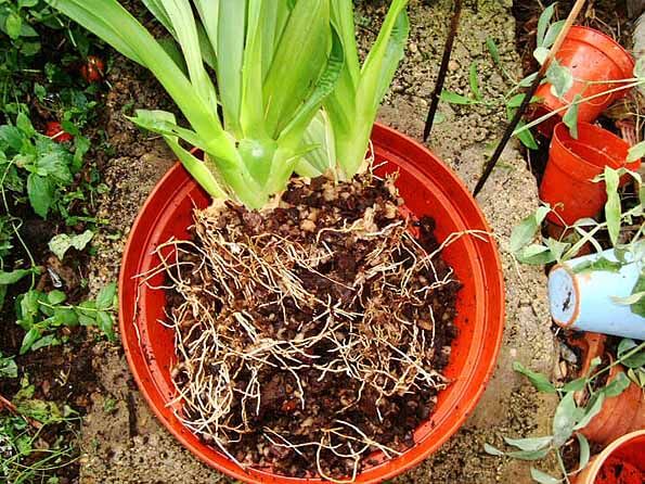 You can divide certain house plants to create new ones, just make sure some of the root ball remains attached to each piece