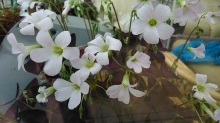 Purple shamrocks have white pinkish flowers