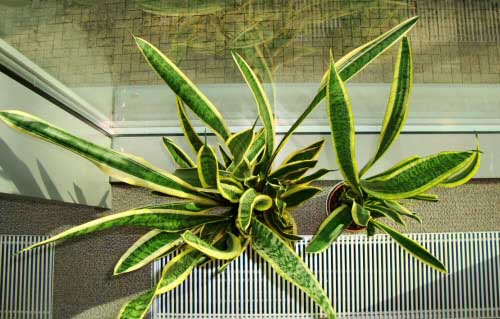 Two Sansevieria /  mother-in-law's tongue plants viewed side by side from the top