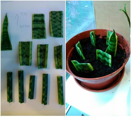 Propagating house plants through leaf cuttings is very easy, as shown in the picture with this Mother-in-laws-tongue