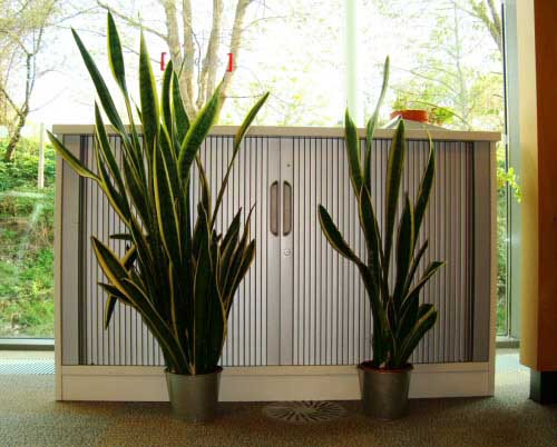 Two Sansevieria /  mother-in-law's tongue plants side by side viewed from the front