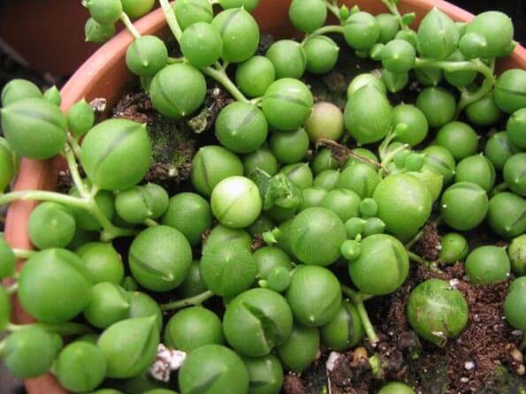 Senecio rowleyanus or the String of Pearls is an easy houseplant to grow indoors