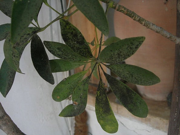 Sooty mold on an Umbrella plants leaves