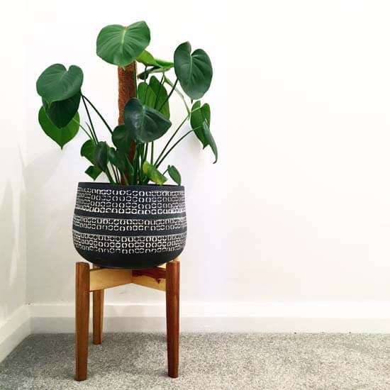 Monstera deliciosa can be kept small if you've limited space in your home