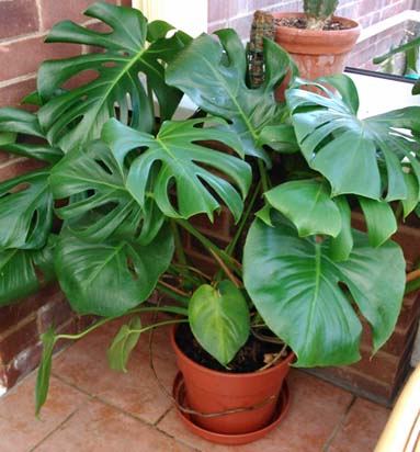 Swiss Cheese Plant in a brown pot at two years old growing in a sun room