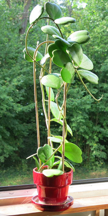 Tall Hoya Kerrii with mutiple leaves photo by Tangopaso