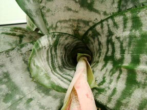 Close up photo of the Urn Plant's water holding vase