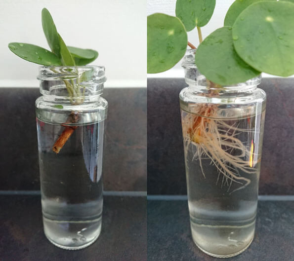 Rooting a Pilea Plant using water before and after