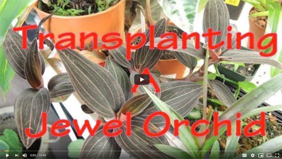 Youtube Video showing how to repot the Jewel Orchid