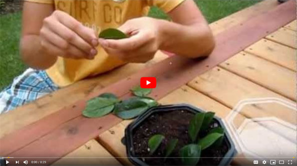 ZZ Plant Propagation How to Video on Youtube