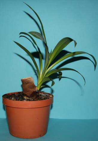 This is a Yucca plant grown from a small length of cane, photo by Arnulf zu Linden