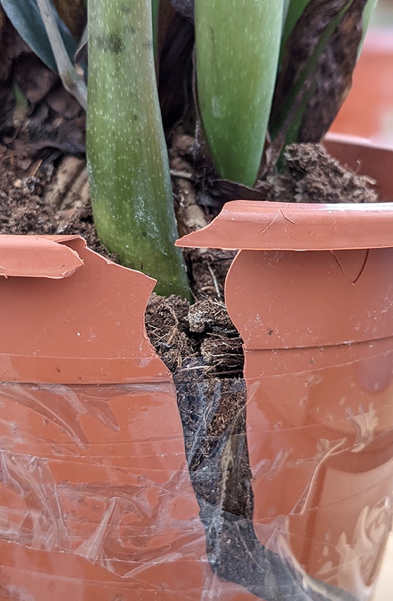 ZZ Plant growing in a broken pot where the underground rhizome have split the plastic container