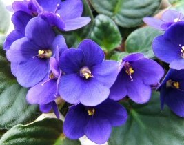 Blue African Violet flowers