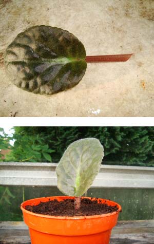 African Violet propagation with leaf cuttings