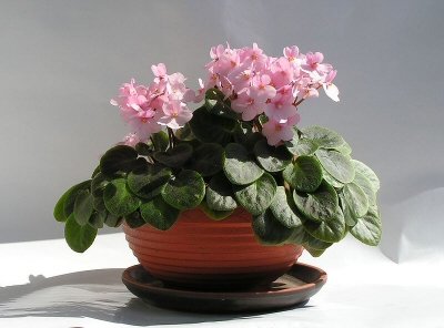 African Violet plant with pink flowers