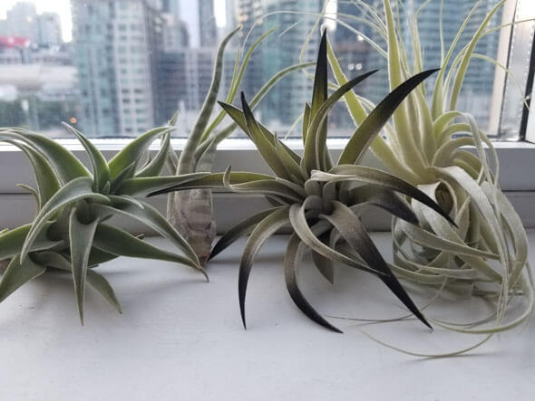 Collection of air plants by beautiful tillandsia
