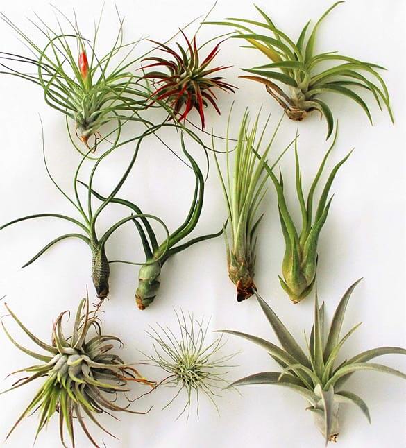 You can purchase different types of Air Plants online these ones are sold by The Air Plant Shop