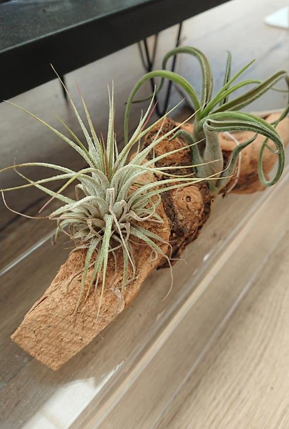 Air Plants can be mounted on common items like this dried log of wood