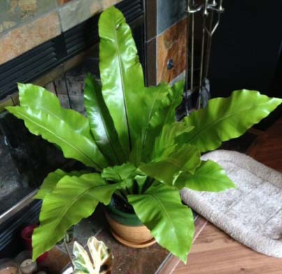 The Bird's Nest Fern is easy to care for and suits many homes making it a versatile houseplant
